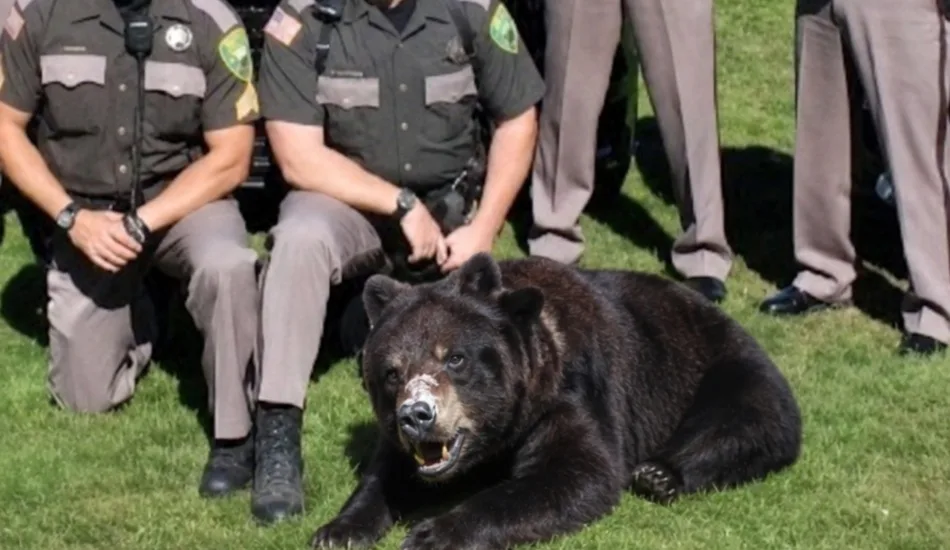 Lewis County Sheriff’s Office Replaces Drug Dogs With Cocaine Bear