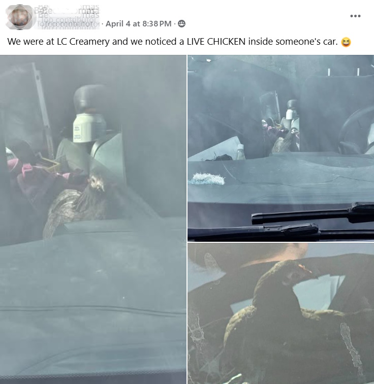 Chicken in front seat of car at Centralia Lewis County Creamery